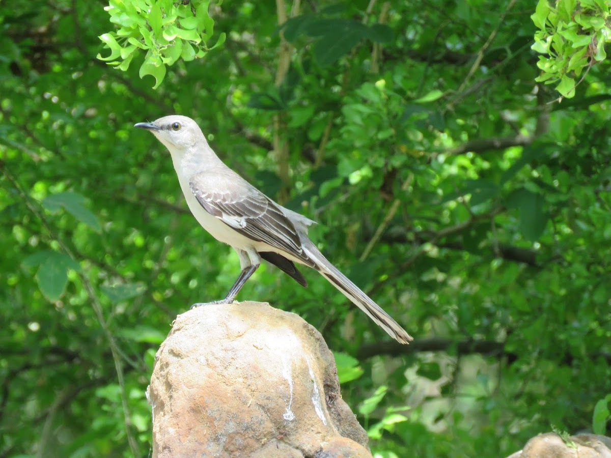 Northern mockingbird