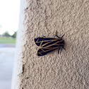 Harnessed Tiger Moth