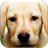 Labrador Wallpapers mobile app icon