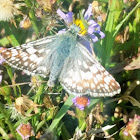 Checkered-skipper