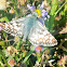 Checkered-skipper