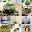 Creative Ideas Plant Download on Windows