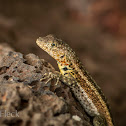 Galápagos Lava Lizard