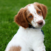 Brittany Spaniel Dogs Wallpape  Icon