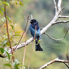 Hair-Crested Drongo / केशराज चिबे