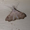 White-spotted Redectis Moth