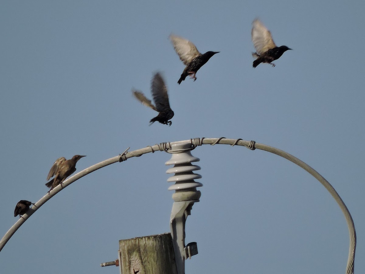 European starling