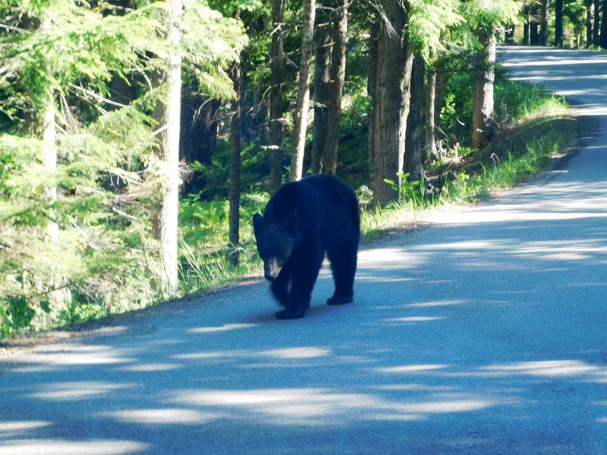 Black Bear