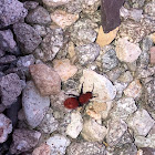 Velvet Ant