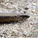 Slow worm