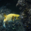 Guiea fowl puffer fish