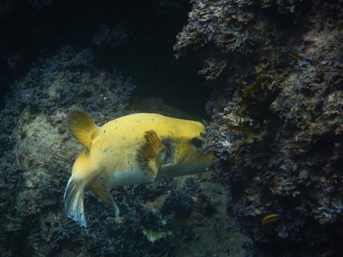 Guiea fowl puffer fish