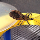 Wheel bug