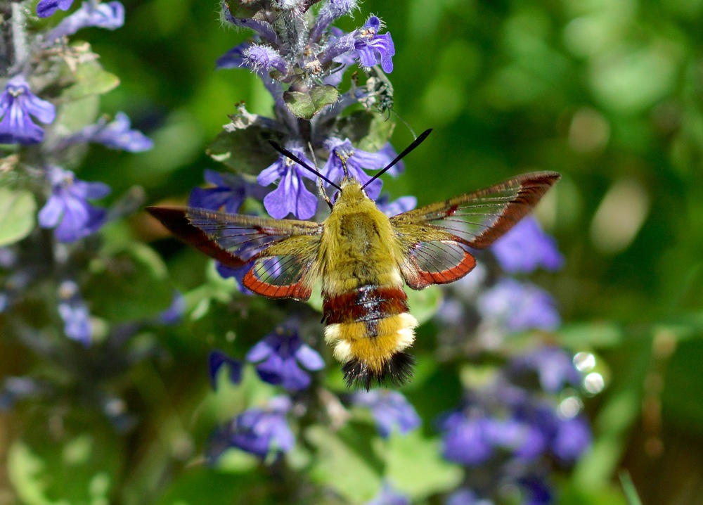 Broad-bordered Bee Hawk-moth