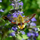 Broad-bordered Bee Hawk-moth