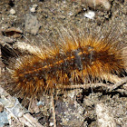 Erebid moth caterpillar