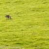 Oystercatcher