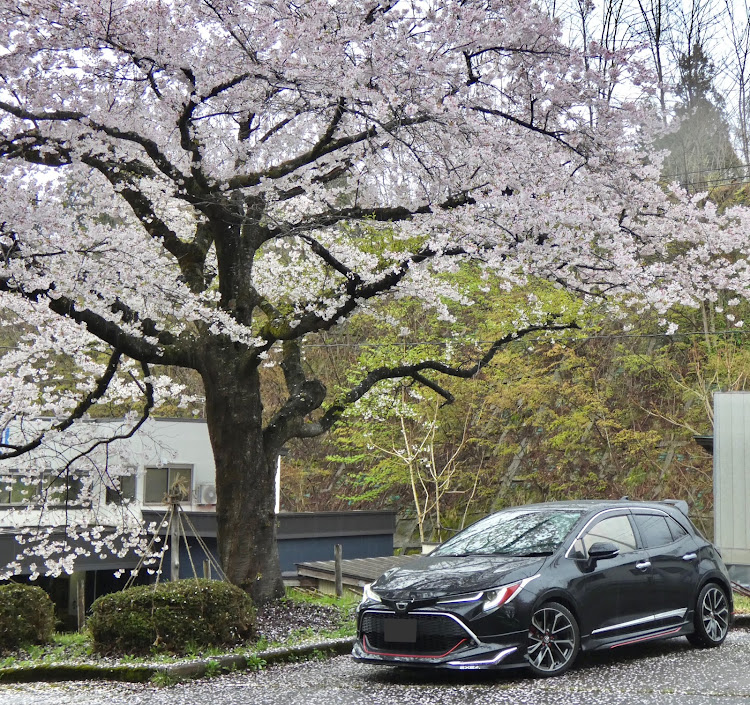 カローラスポーツのヌルテカボディ選手権・桜🌸とコラボ・ゴールデンウィーク・カメ活後の洗車✨・ゴールデンウィークは仕事ですに関するカスタム事例の投稿画像4枚目