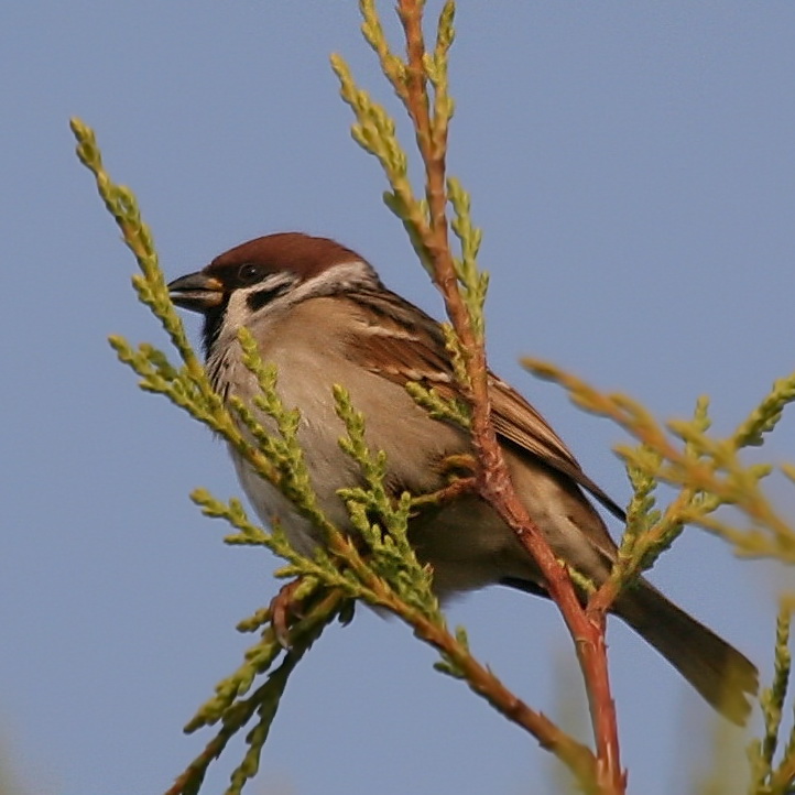 Eurasian tree sparrow