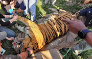 Sibling Tigers Jasper and Jade during their relocation from Seaview Predator Park. 