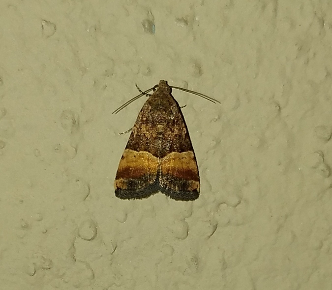 Noctuid moth