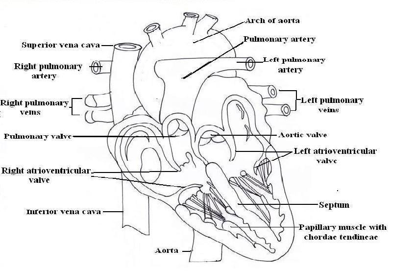 G:\Satish HAP Book Images\Labeled diagram\heart.jpg