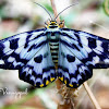 Blue Tiger Moth