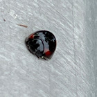 Twice Stabbed Lady Beetle