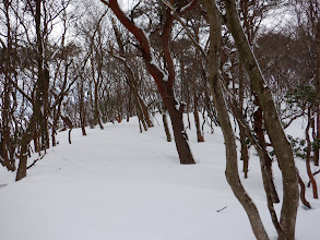 もみじ峠から遊歩道の登り