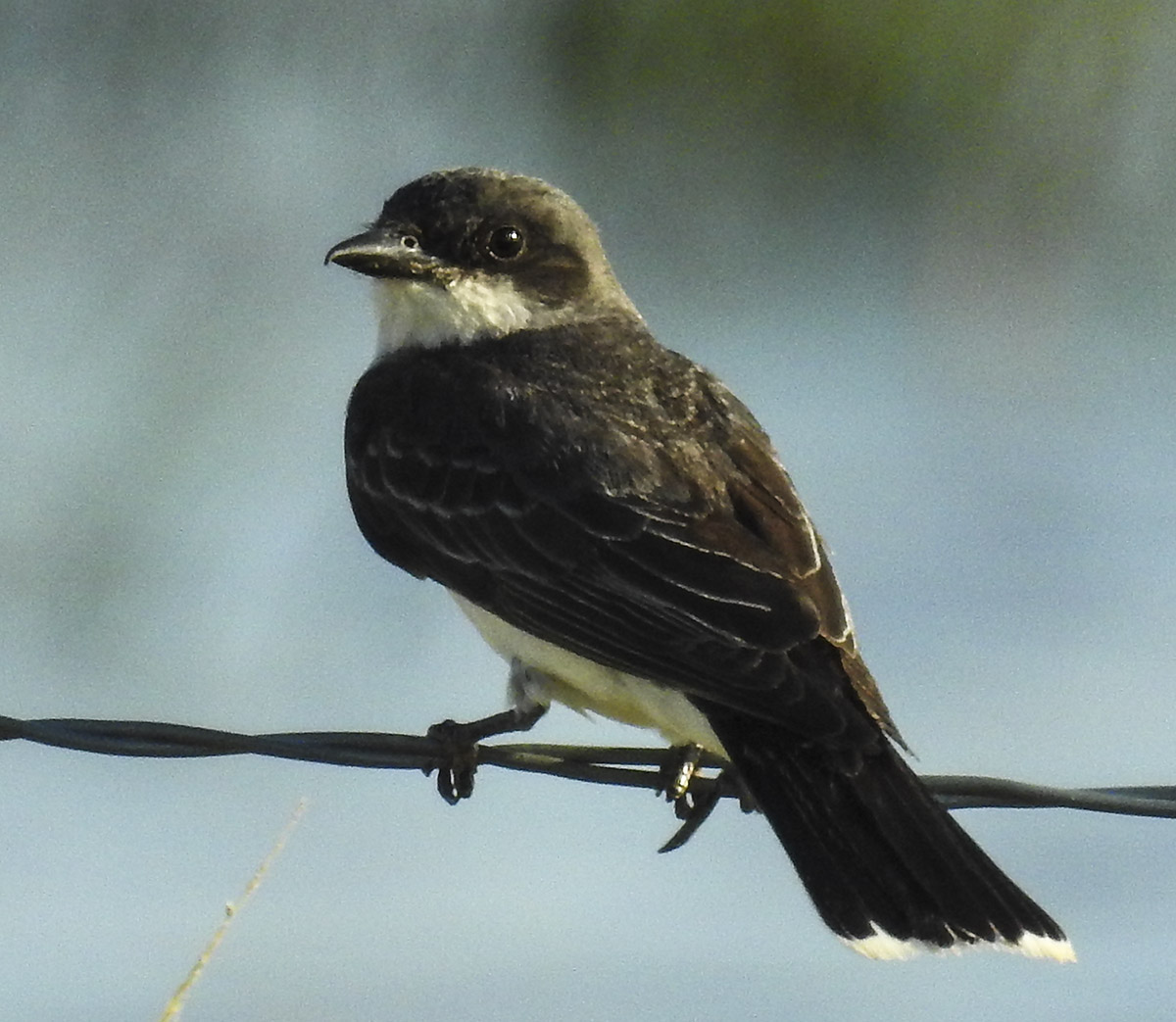 Eastern Kingbird