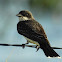 Eastern Kingbird