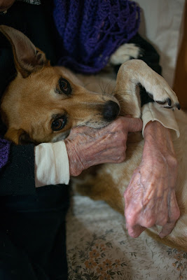 Amore per i cani di mauriziosantioli