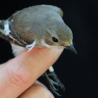 European Pied Flycatcher; Papamoscas Cerrojillo