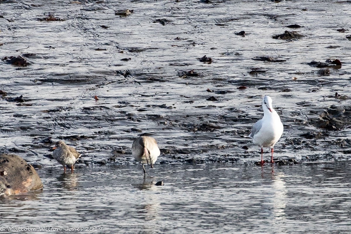 Redshank