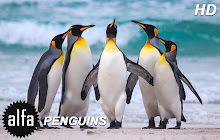 Penguin HD Wallpaper Penguins New Tab Theme small promo image