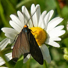 Virginia Ctenucha