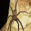 Huntsman Spider