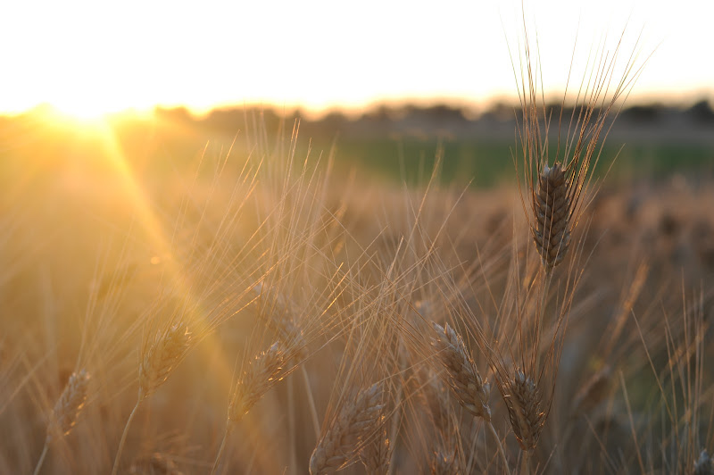 Il grano di Melo