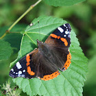 Red Admiral