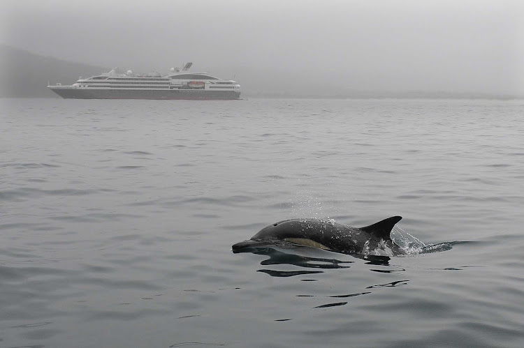 See orcas and wildlife on a luxury expedition cruise from Ponant.