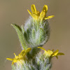 Hauran false fleabane