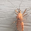 Assassin Bug