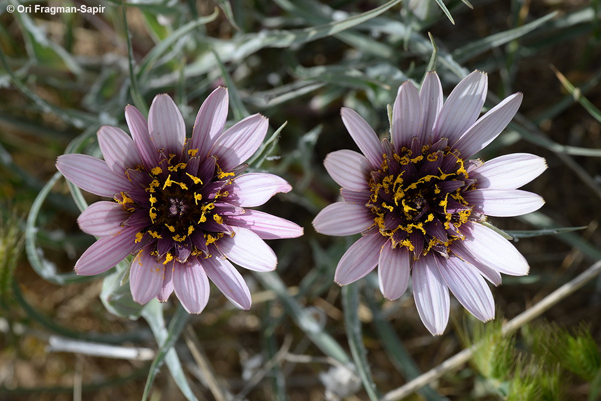 Desert Goat's-beard