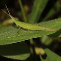 Slant-faced Grasshopper