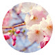 Spring New Tab HD Wallpapers Pop Plants Theme