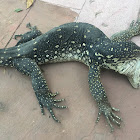 Monitor lizard