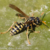 Paper Wasp