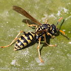 Paper Wasp