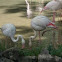 Greater flamingo