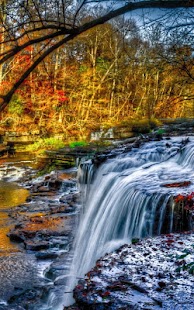 How to download Forest Sounds Nature Sleep 1.0.1 apk for pc